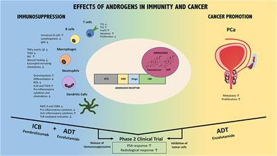 Influence of Androgens on Immunity to Self and Foreign: Effects on Immunity and Cancer